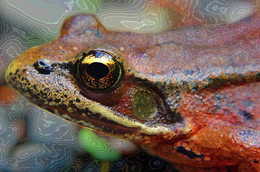 Frog Eye Photograph by Adria Trail