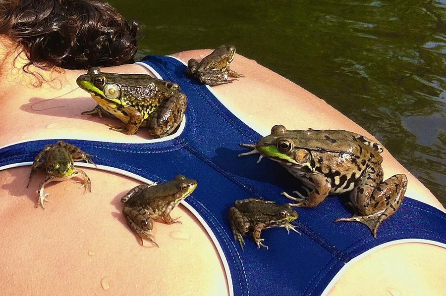 Frog Family on Her Back Photograph by Polly Castor