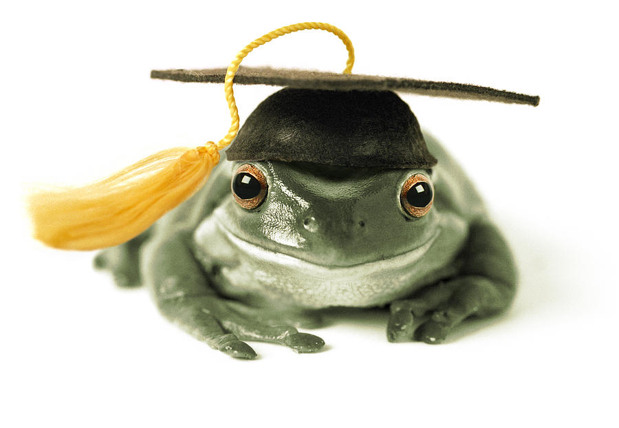 Frog Photograph - Frog Graduate by Darwin Wiggett