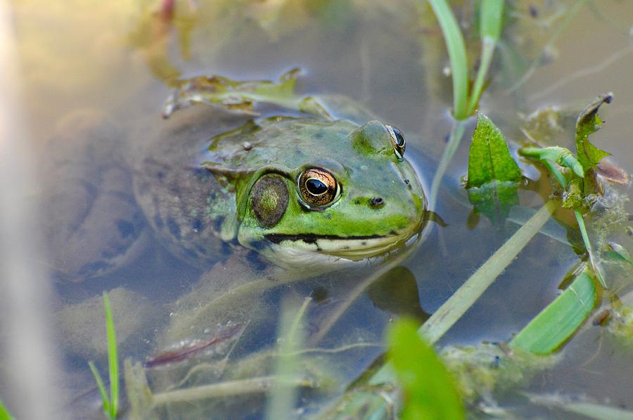 Frog Hiding in the Pond Photograph by Lisa DiFruscio - Pixels