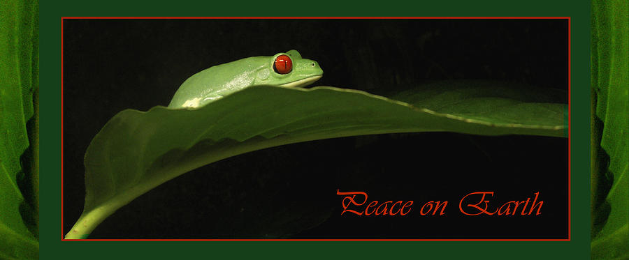 Frog Holiday Card and Mug Photograph by Nancy Griswold