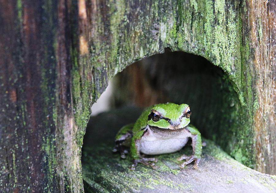 Frog House Photograph by Nick Gustafson