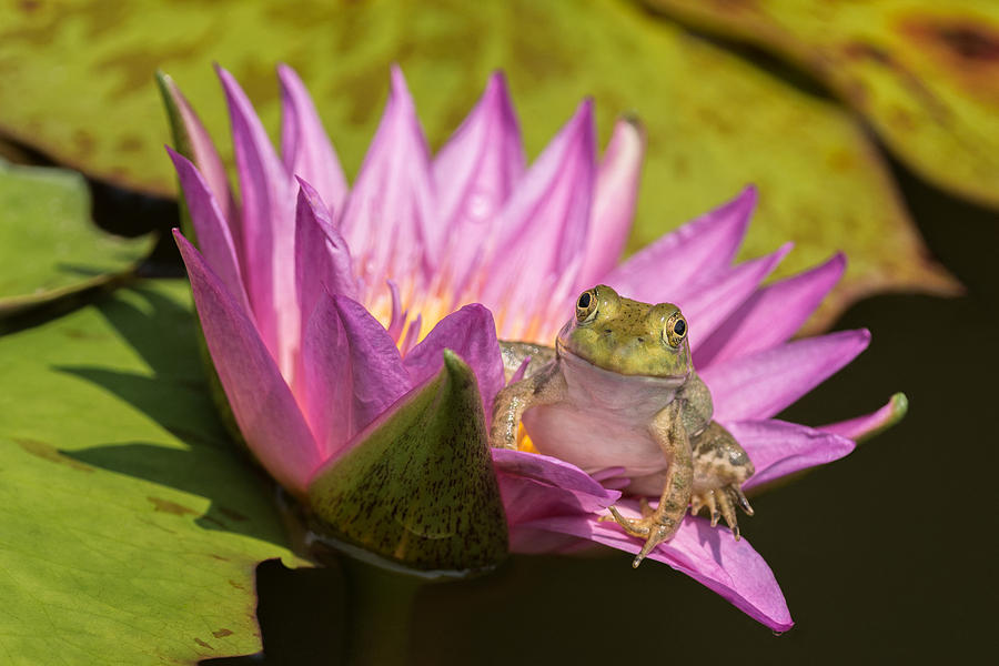Frog in a Lily Photograph by Jeff Abrahamson