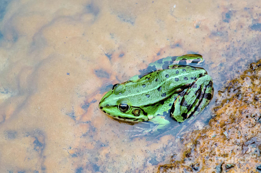 Frog in a pond Photograph by Amanda Mohler