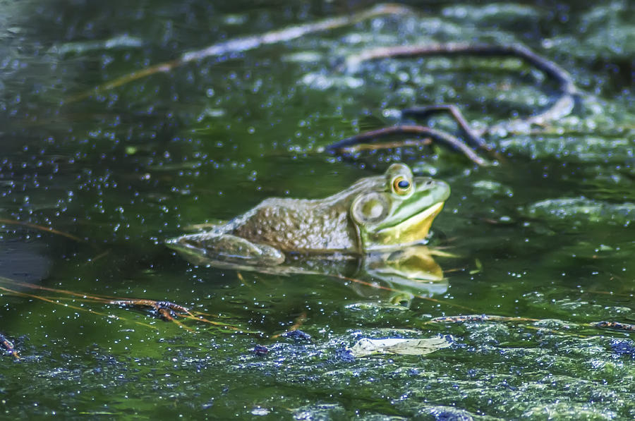 Nature Photograph - Frog in a Pond by Bill Cannon