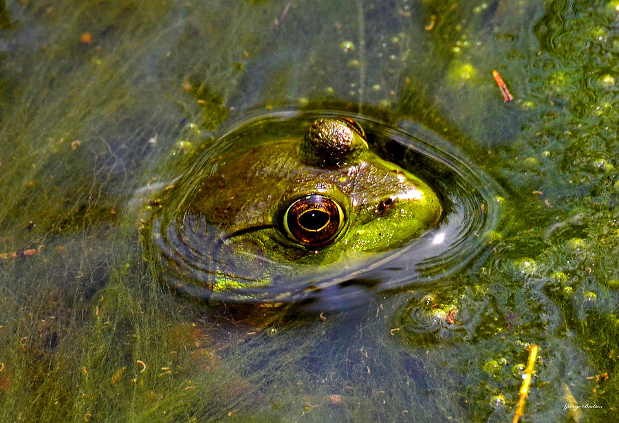 Frog On A Moss Mat Photograph by George Bostian - Fine Art America