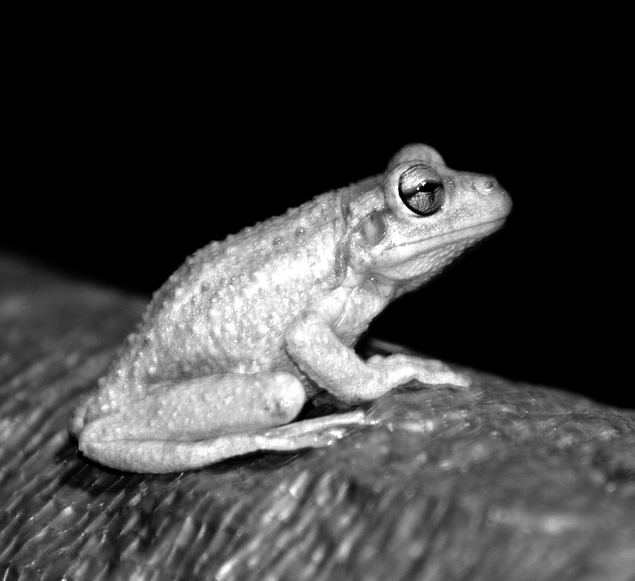 Frog in black and white Photograph by David Lee Thompson
