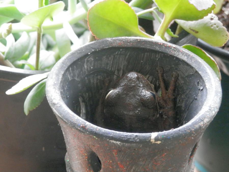 Frog in Camo Vase Mode Photograph by Belinda Lee