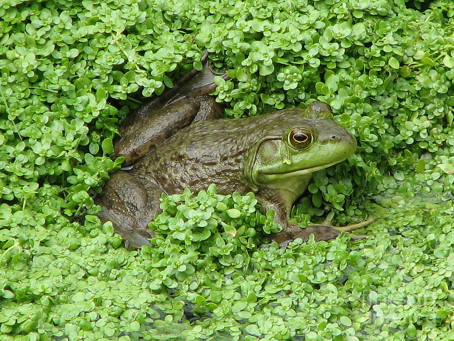 Frog in Green Lush Marsh Photograph by DejaVu Designs
