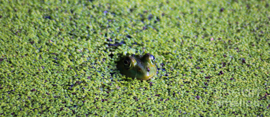 Frog in Green Photograph by Nick Gustafson