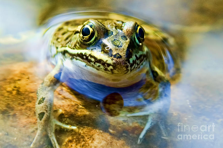 Frog In Pond Photograph by Gary Beeler