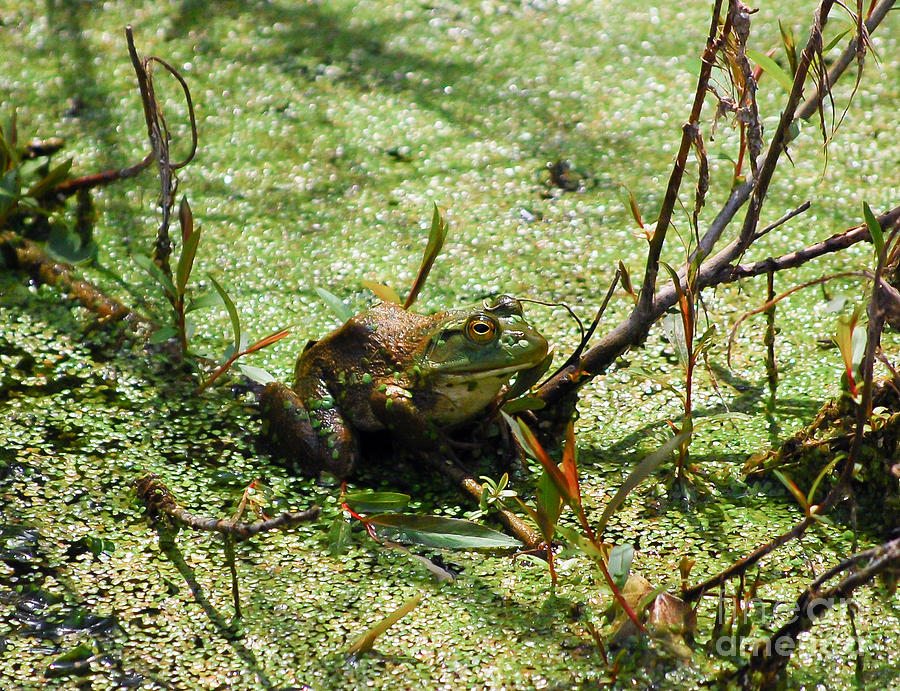 Wildlife Photograph - Frog in the Duckweed by Kerri Farley