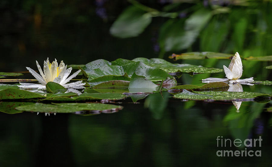 Lilies Photograph - Frog In The Middle by Doug Sturgess