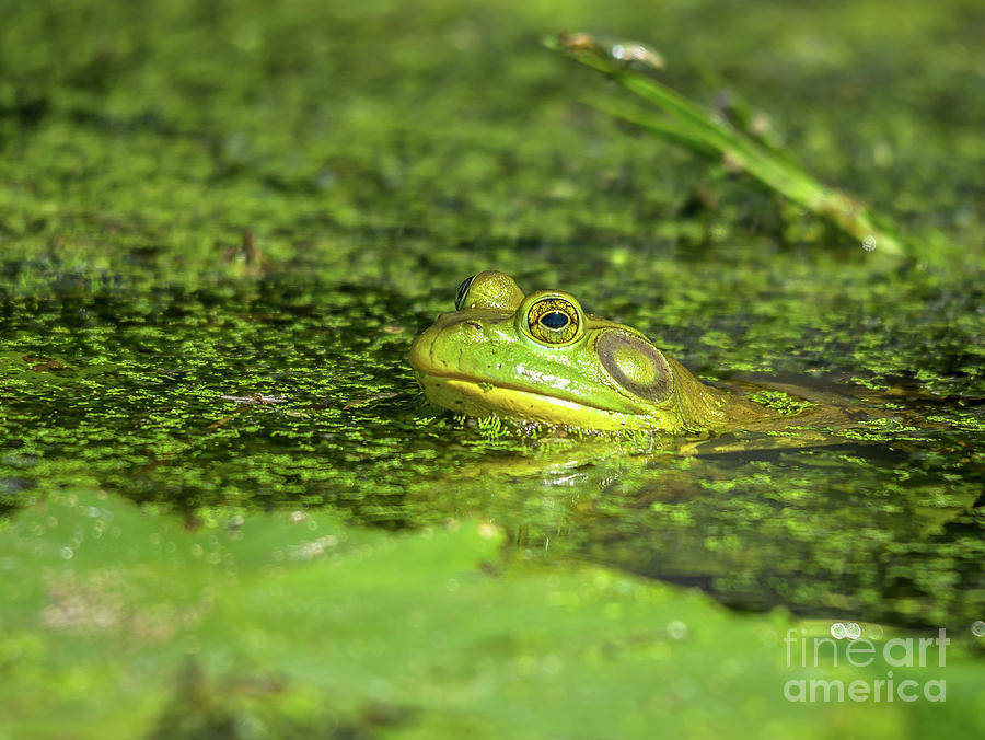 Frog in the Swamp Photograph by Cheryl Baxter
