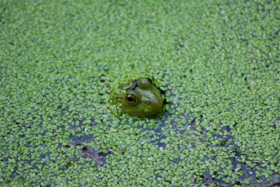 Frog Incognito Among the Duckweed Photograph by Joseph Skalny Frog Incognito Among the Duckweed Photograph by Joseph Skalny