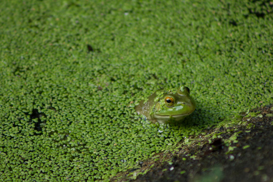 Frog Incognito on the Edge Photograph by Joseph Skalny Frog Incognito on the Edge Photograph by Joseph Skalny