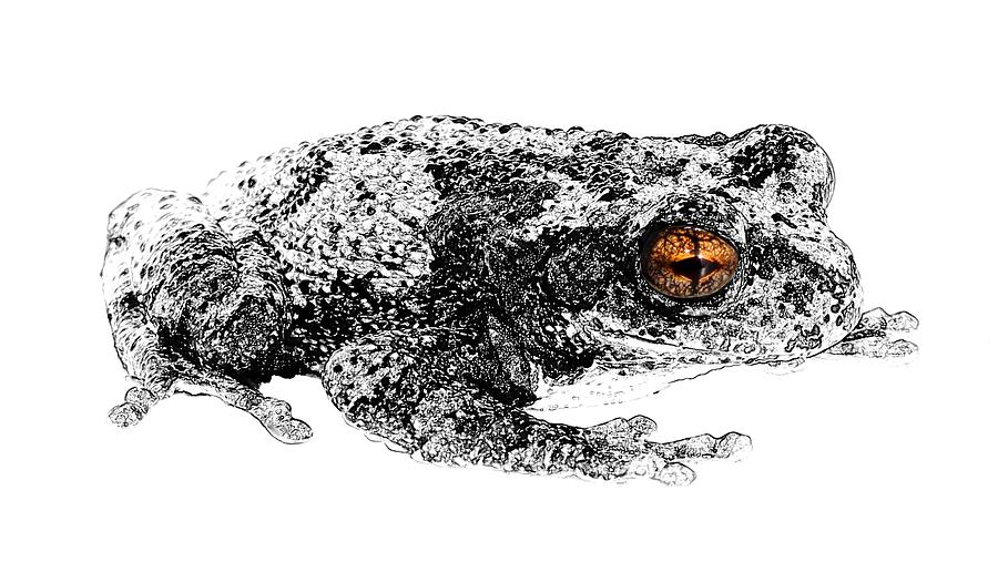 Frog Eye Real Digital Art by Morgan Carter