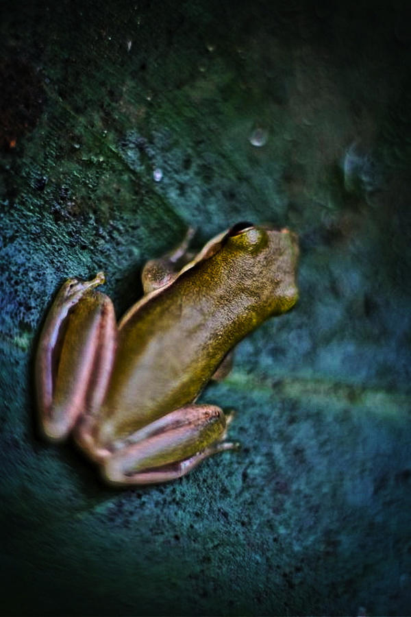 Frog Photograph - Frog by Jamie Cain Frog Photograph - Frog by Jamie Cain