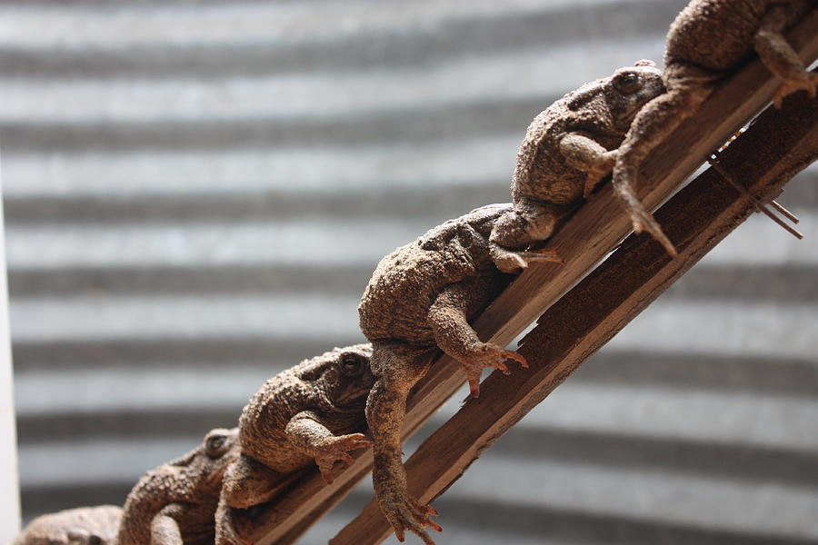 Frog ladder Photograph by Jeanette Fraser | Pixels