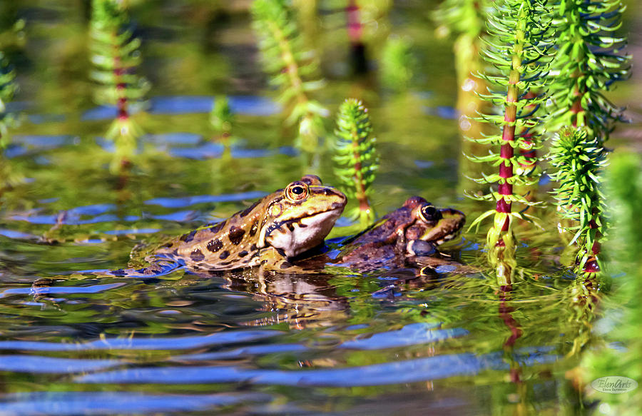 Frog mating in a pond Photograph by Elenarts - Elena Duvernay photo