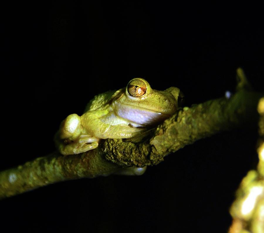 Frog night feeding Photograph by David Lee Thompson