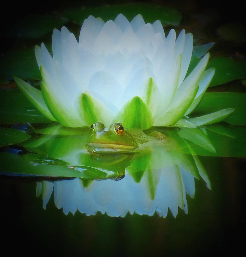 Lily Photograph - Frog of the Lily by MTBobbins Photography