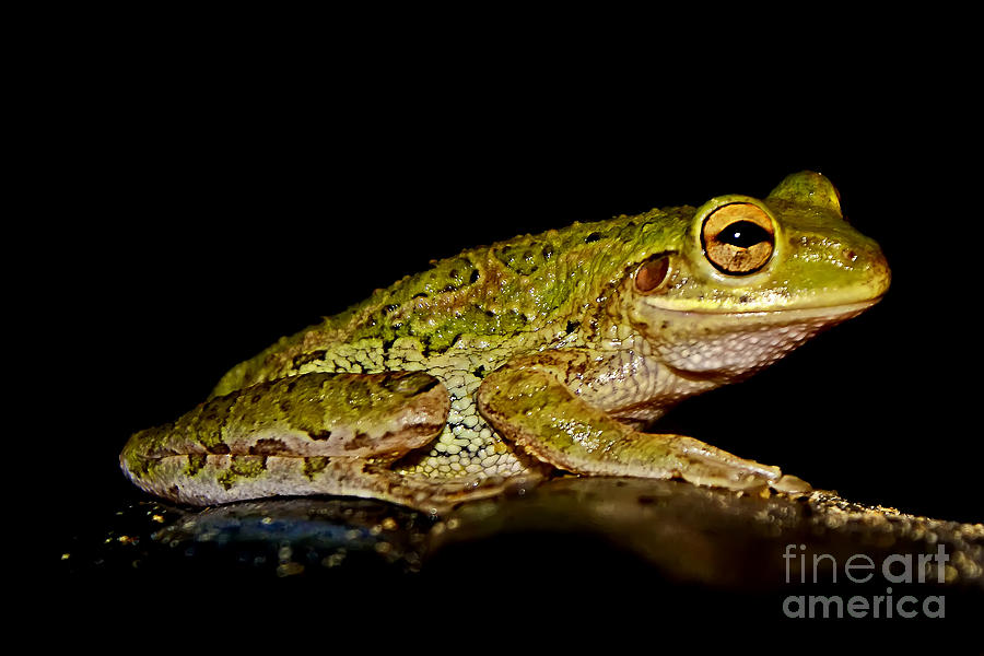Cuban Tree Frog Photograph by Olga Hamilton