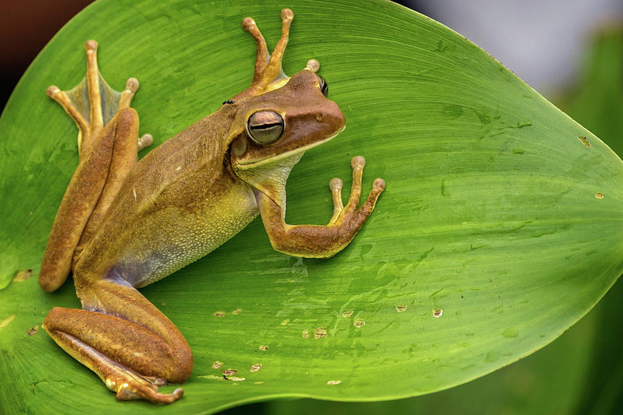 Frog on a leaf, Pantanal Brazil Photograph by Steven Upton