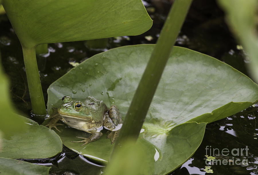 Frog on a Lily Pad Photograph by Jeannette Hunt