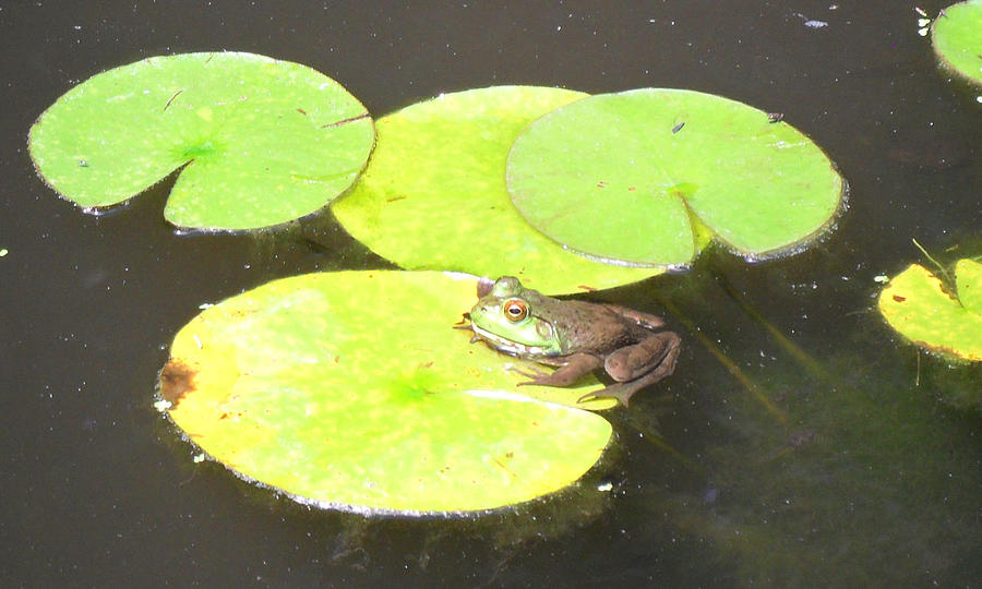 Frog on a Lily Pad Photograph by Melissa Dzierlatka - Pixels