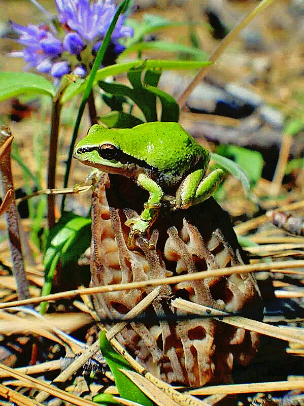 Frog on a Morel Photograph by Bob Johnson