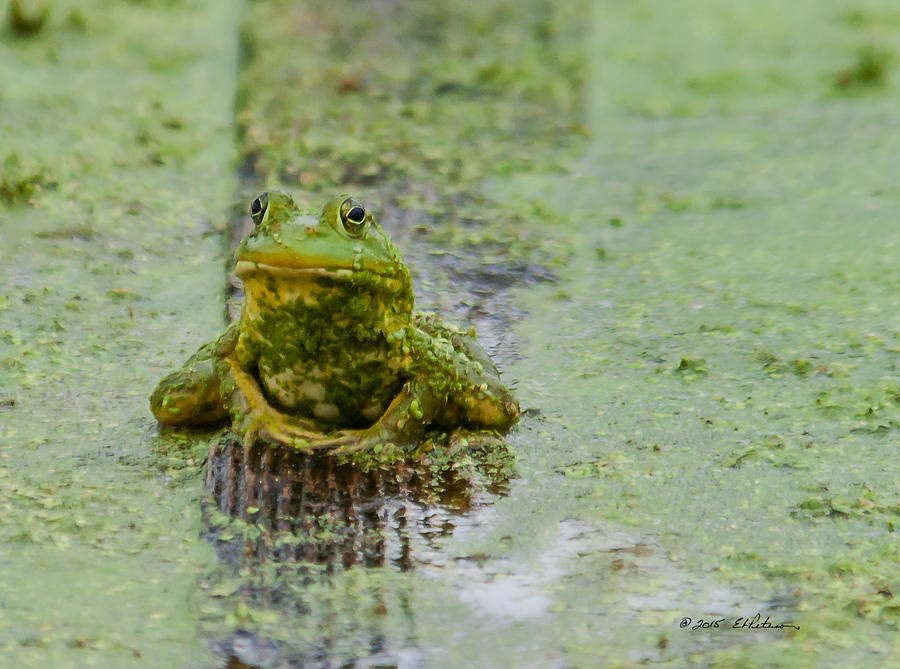 Frog On A Plank Photograph by Ed Peterson