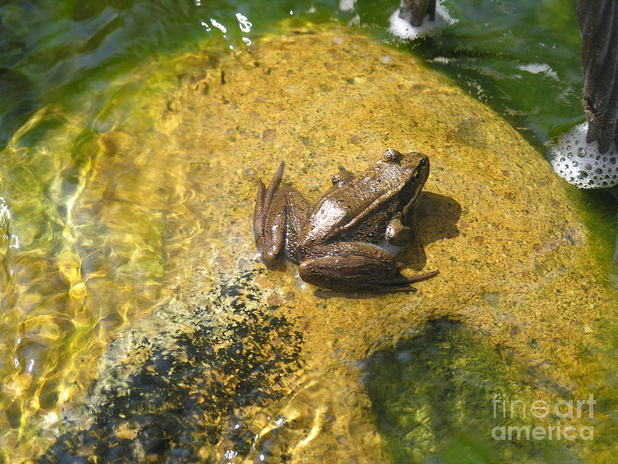 Frog on a Rock Photograph by Susan Blackaller-Johnson