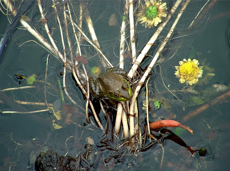 Frog on a Stick Photograph by Robert Meanor