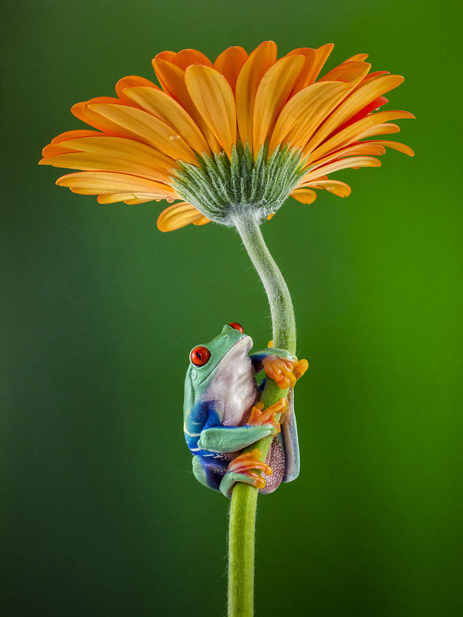 Nature Photograph - Frog on Gerbera by Denise Saldana