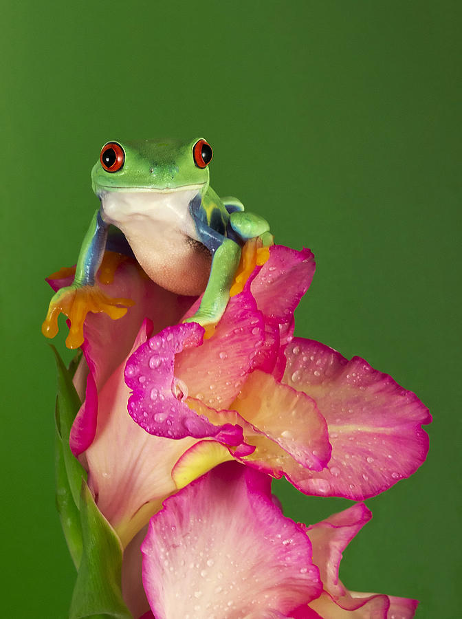 Nature Photograph - Frog on Gladiolus  by Denise Saldana