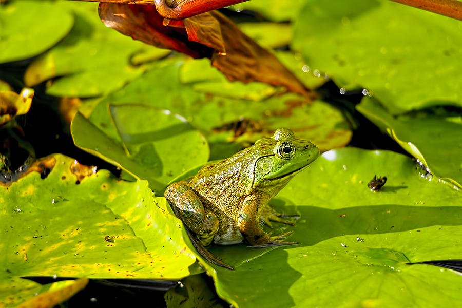 Frog On Lily Pad Photograph