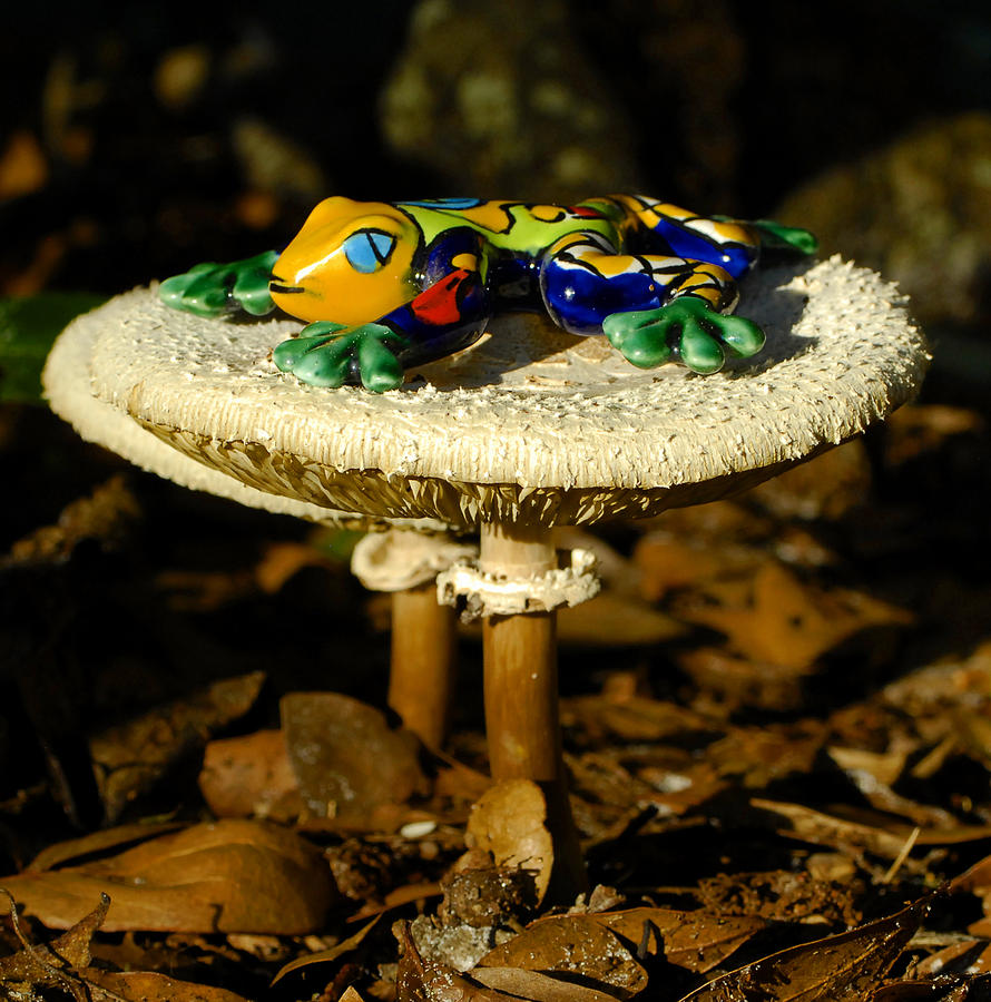 Frog on Mushrooms Photograph by David Lee Thompson