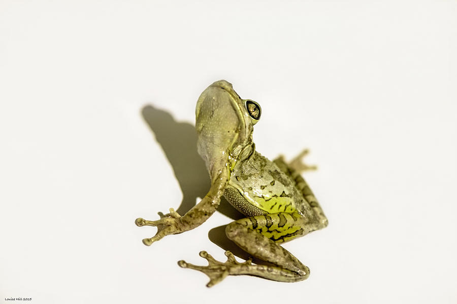 Nature Photograph - Frog On My Wall by Louise Hill