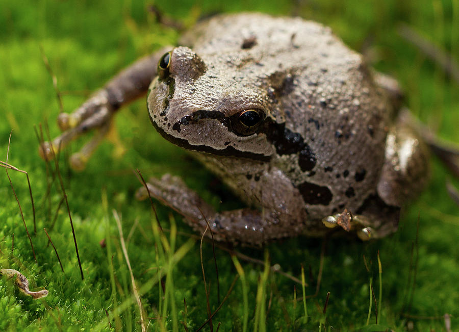 Frog on the Grass Photograph by Jean Noren