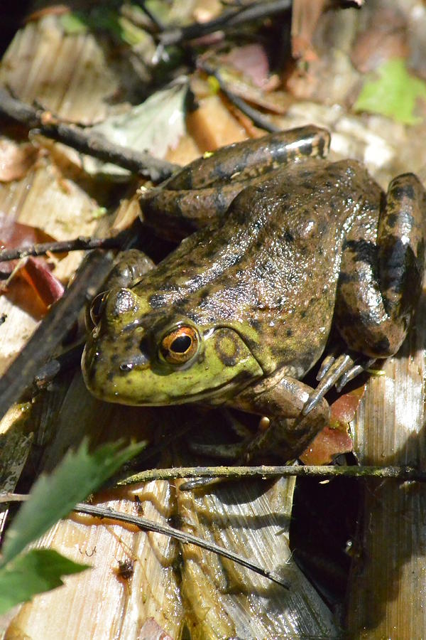 Wildlife Photograph - Frog on the Reid  by Nicki Bennett