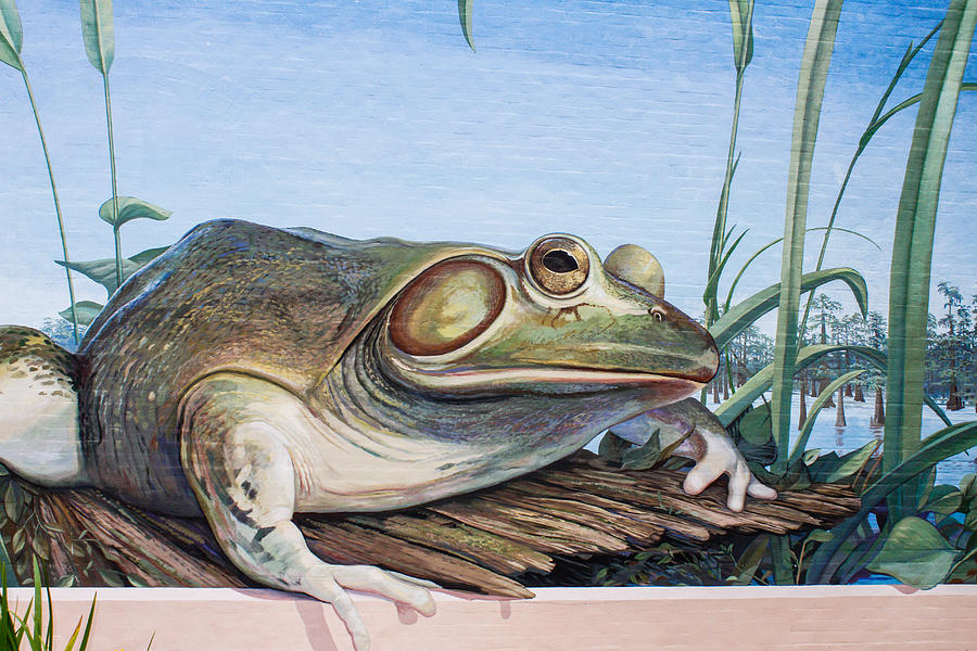 Frog on Wood Photograph by Robert Hebert