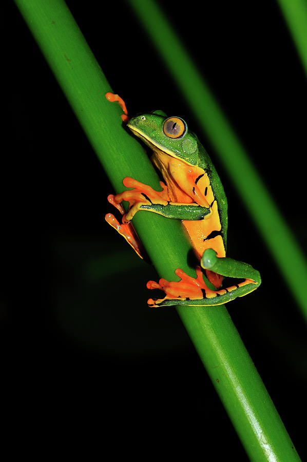 Frog Pole Vault  Photograph by Harry Spitz