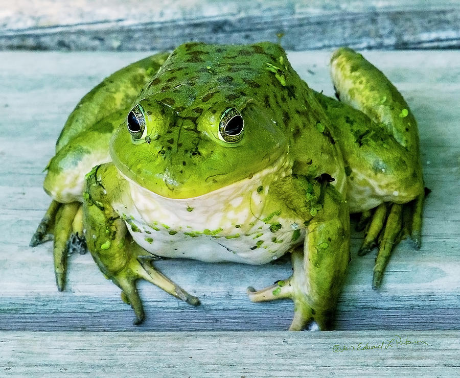 Frog Portrait Photograph by Ed Peterson