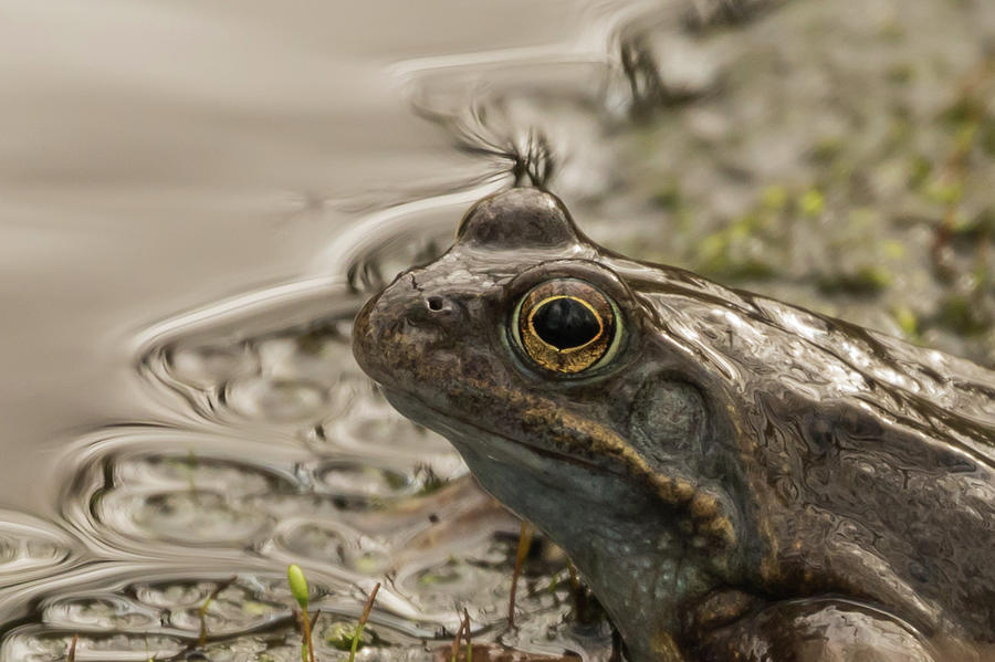 Frog Portrait Photograph by Wendy Cooper