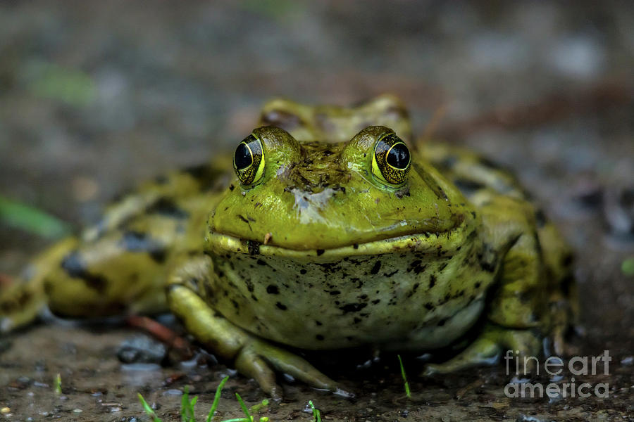 Frog Prince Photograph by Cheryl Baxter