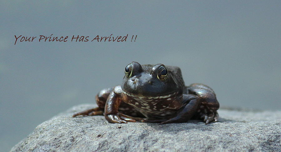 Nature Photograph - Frog Prince by Rosanne Jordan