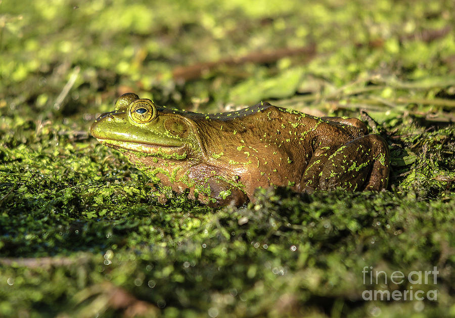 Frog Profile Photograph by Cheryl Baxter