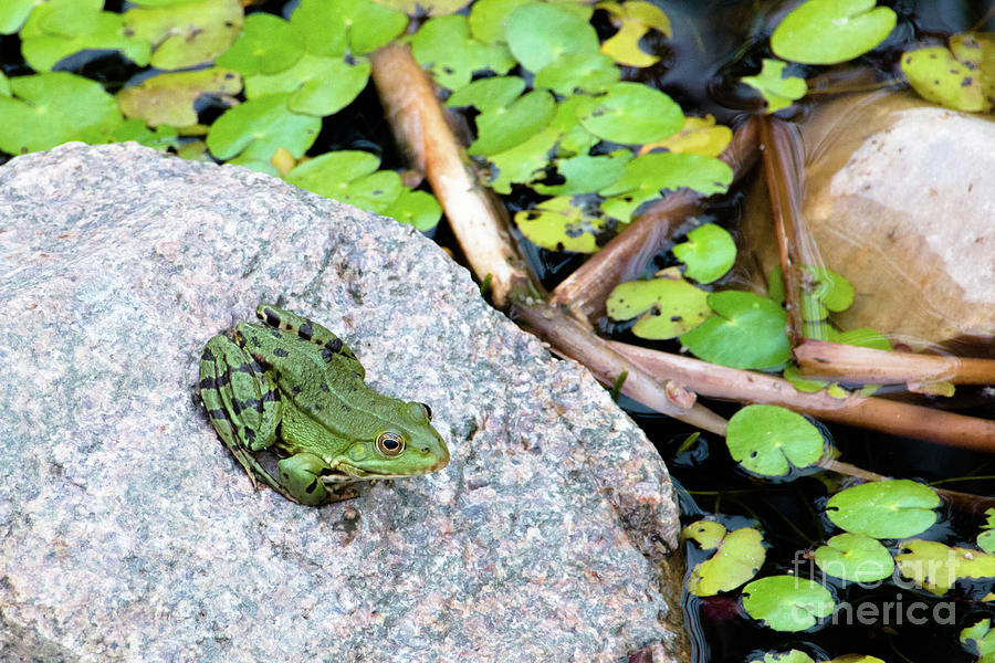 Frog sitting on a rock Photograph by Amanda Mohler