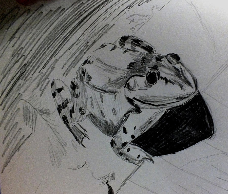 Frog Sketch Drawing by Kimmary MacLean